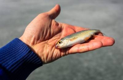 Специалисты выясняют причины гибели рыбы в реке в Приморье