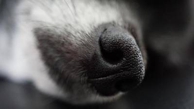 В Пулково могут начать работать собаки, распознающие больного коронавирусом по запаху