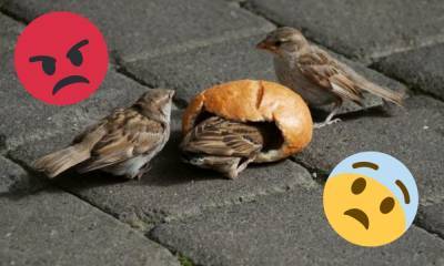Перестаньте кормить птиц хлебом: объясняем, почему категорически нельзя этого делать