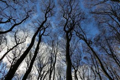 Жителя Новосокольнического района наказали за незаконную вырубку леса