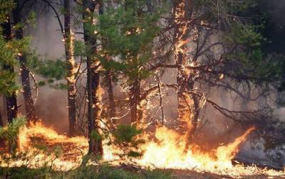 В Украине объявили пожарную опасность чрезвычайного уровня