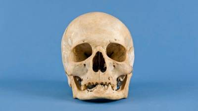 В Ленобласти обнаружили расчлененный скелет человека