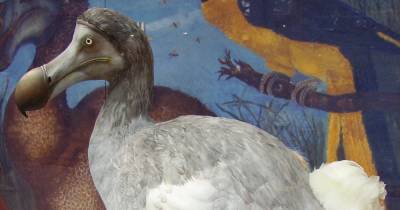 Птица додо и гигантский лемур вымерли из-за человека