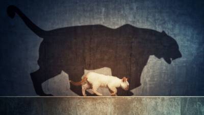 В горах Перу найден невероятно огромный древний кот — фото