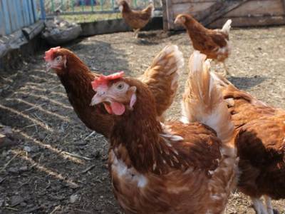 В Башкирии на птицефабрике нашли возбудителей опасной инфекции
