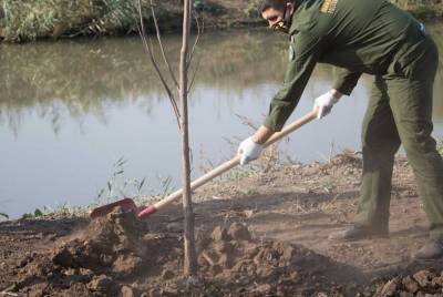 В Ростовской области на выходных высадили 33 тысячи деревьев и кустарников