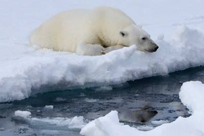 Ученый назвал причины странного опасного поведения медведей в российской Арктике