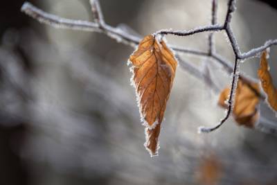 В Ленобласти во вторник ожидается мокрый снег и до +5 градусов