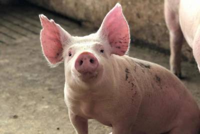 Псковская область заняла третье место в России по производству свинины