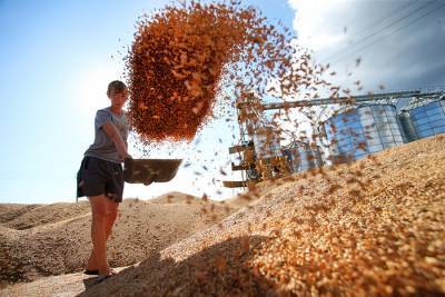 Цены на пшеницу в России обновили рекорды