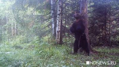 В департаменте животного мира рассказали, почему медведи часто выходили к людям