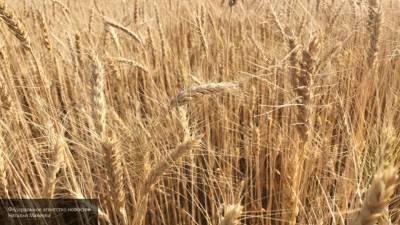 Закупочные цены на пшеницу в России обновляют рекорды