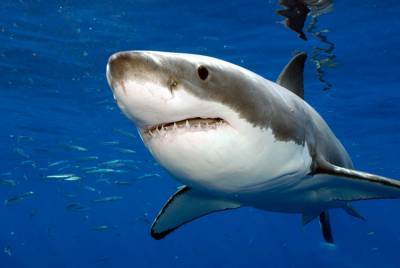 У берегов Австралии акулы начали убивать серферов