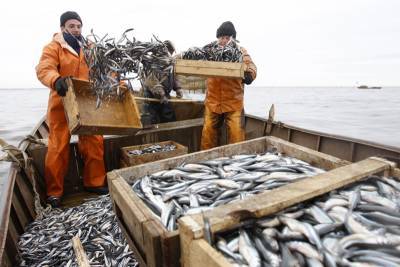 Путин оценил работу рыбной отрасли в условиях пандемии