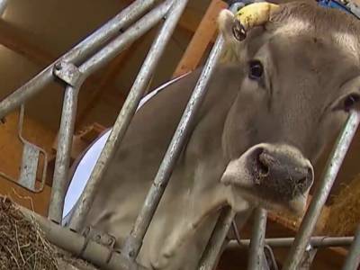 «Весит 800 кило, а мех как бархат»: в Германии выбрали самую красивую корову