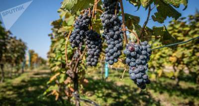 В Кахети завершается сезон Ртвели: сколько винограда собрали?