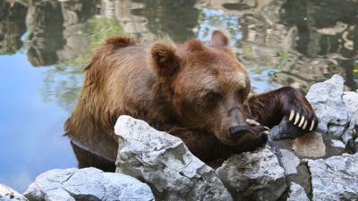 Медведи на глазах у посетителей растерзали смотрителя парка дикой природы