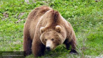 Медведи растерзали сотрудника шанхайского зоопарка на глазах у посетителей