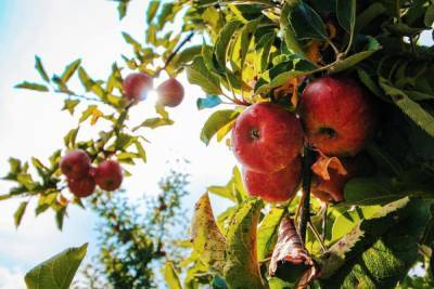 Главврач Псковской поликлиники поделилась семейным рецептом яблочного пирога