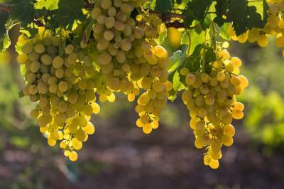 Темпы закладки виноградников на Ставрополье удвоились в 2020 году