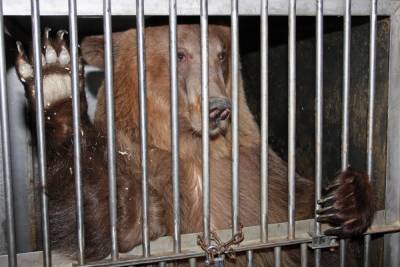 Медведи загрызли сотрудника зоопарка на глазах у посетителей