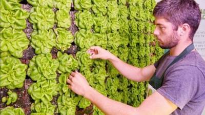 Только в Израиле: стартап научился выращивать салат на стене. Видео