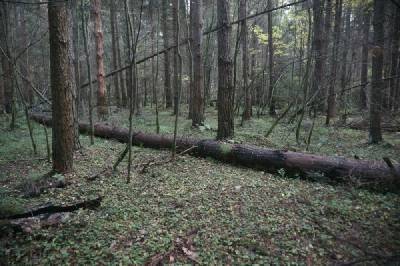 Два молодых смолянина пропали в лесу - rabochy-put.ru - район Кардымовский
