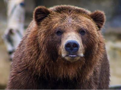 В подмосковном цирке-шапито медведь укусил за голову 12-летнего ребенка