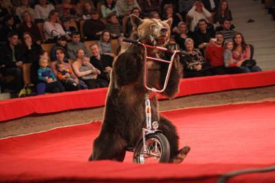 Стали известны подробности нападения медведя на ребенка в цирке-шапито