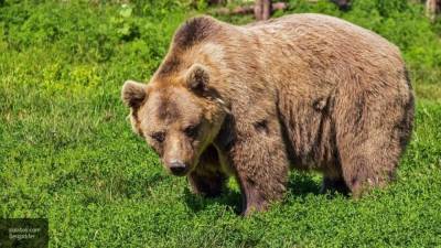 Голосование за самого толстого медведя пройдет на Аляске