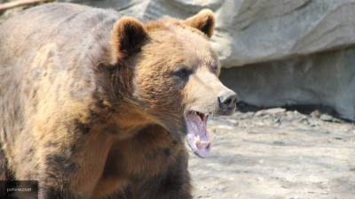 Медведь напал на мужчину с сыном в цирке-шапито в Подмосковье