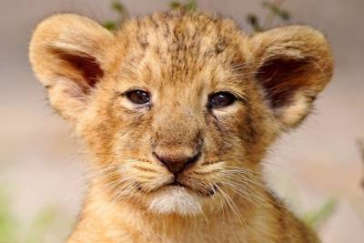 «Радуга» отметит День животных (0+) показательными кормлениями и выбором имени для льва