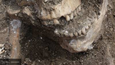 Антропологи обнаружили зуб возрастом 250 тысяч лет