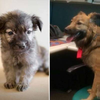 До и после: фотографии спасённых собак
