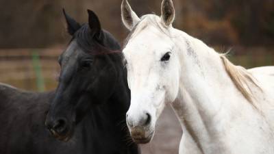 Бесхозные лошади терроризируют столицу Якутии — видео