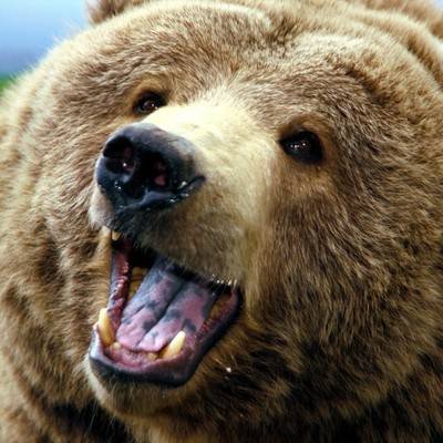 Медведь, напавший на дрессировщика и его сына, стащил намордник по пути к клетке
