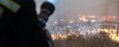 В Воронежской области локализовали два из трех ландшафтных пожаров