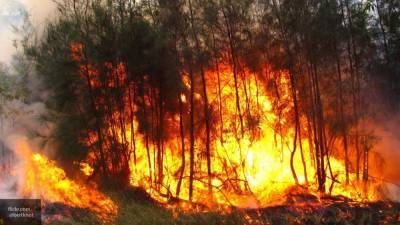 Два ландшафтных пожара локализовали под Воронежем