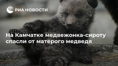 На Камчатке медвежонка-сироту спасли от матерого медведя - ria.ru - Владивосток