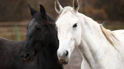 Бесхозные лошади терроризируют столицу Якутии видео