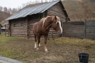 Громят мусорки и ржут: бесхозные лошади Якутска пугают жителей