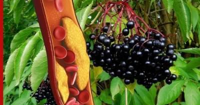 Известная ягода оказалась «мощным» средством против «плохого» холестерина