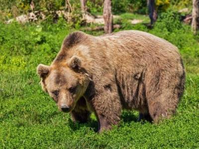 На Камчатке медведь напал на туристку