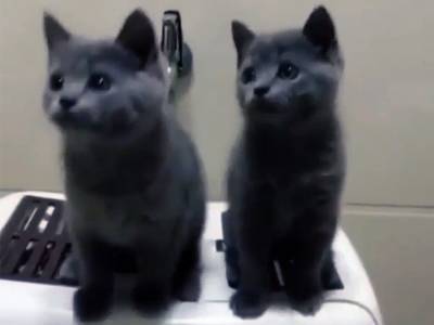 В Сети показали «танец котят»: зрители видео были очарованы маленькими пушистиками
