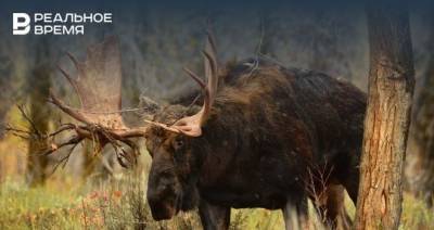 В Татарстане начался сезон охоты на лося, косулю и бобра