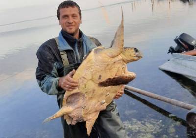 На Херсонщине из моря выловили огромную черепаху