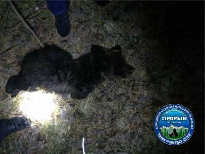Городе-спутнике Екатеринбурга появились медведи. Грибников предупредили об опасности