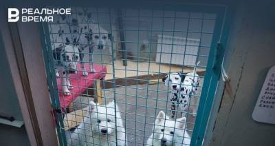 Названы основные причины отказа казанцев от домашних животных