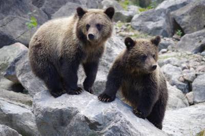 Мохнатый сирота: медвежонка на Камчатке пришлось спасать от матерого медведя