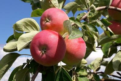 Яблоки поздних сортов собирают липецкие аграрии